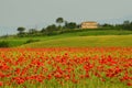 Beautiful field of red poppies in a field of wheat with green hills in the background in Tuscany near Monteroni d`Arbia Royalty Free Stock Photo