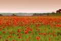 Beautiful field of red poppies in a field of wheat at sunset in Tuscany near Monteroni d`Arbia Siena Royalty Free Stock Photo