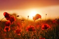 Beautiful field of red poppy. Majestic sunset lights up with the warm light the sky and the field of lush, big nice poppies.