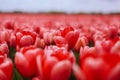 Beautiful field with red tulips in the Netherlands in spring. Blooming color tulip fields in a dutch landscape Holland Royalty Free Stock Photo