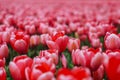 Beautiful field with red tulips in the Netherlands in spring. Blooming color tulip fields in a dutch landscape Holland Royalty Free Stock Photo