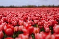 Beautiful field with red tulips in the Netherlands in spring. Blooming color tulip fields in a dutch landscape Holland Royalty Free Stock Photo