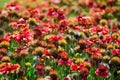 The beautiful field of red yellow gaillardia or blanket flowers at a botanical garden. Royalty Free Stock Photo