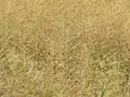 Beautiful field of ripe golden cereal ready to harvest natural food Royalty Free Stock Photo