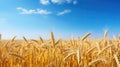 Beautiful field of ripe wheat of golden color against blurred background of blue sky. Royalty Free Stock Photo