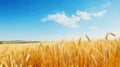 Beautiful field of ripe wheat of golden color against blurred background of blue sky. Royalty Free Stock Photo