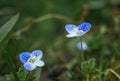 Beautiful field small blue flowers. Royalty Free Stock Photo