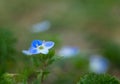 Beautiful field small blue flowers. Royalty Free Stock Photo