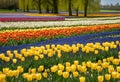 Beautiful Field of Spring Flowers with Narcissus: Blooming Tranquility