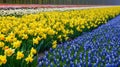 Beautiful field of spring flowers with narcissus, tulips and muscari Royalty Free Stock Photo