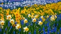 Beautiful field of spring flowers with narcissus, tulips and muscari Royalty Free Stock Photo