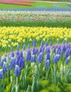 Beautiful field of spring flowers with narcissus, tulips and muscari.