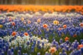 Beautiful field of spring flowers with narcissus, tulips and muscari. Generative AI Royalty Free Stock Photo