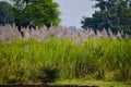 Beautiful field of a sugarcane in India Royalty Free Stock Photo