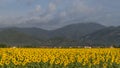 Beautiful field of sunflowers with in the background the Monte Serra covered by a cloud, Pisa, Tuscany, Italy Royalty Free Stock Photo