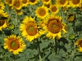 Beautiful field of sunflowers Royalty Free Stock Photo