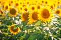 Beautiful field of sunflowers. Rural landscapes under bright sunlight. Background of ripening sunflower. Rich harvest. Royalty Free Stock Photo