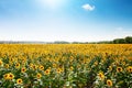 Beautiful field of sunflowers. Rural landscapes under bright sunlight. Background of ripening sunflower. Rich harvest. Royalty Free Stock Photo