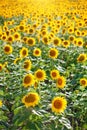 Beautiful field of sunflowers. Rural landscapes under bright sunlight. Background of ripening sunflower. Rich harvest. Royalty Free Stock Photo