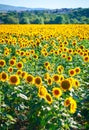 Beautiful field of sunflowers. Rural landscapes under bright sunlight. Background of ripening sunflower. Rich harvest. Royalty Free Stock Photo