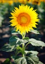 Beautiful field of sunflowers. Rural landscapes under bright sunlight. Background of ripening sunflower. Rich harvest. Royalty Free Stock Photo