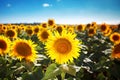 Beautiful field of sunflowers. Rural landscapes under bright sunlight. Background of ripening sunflower. Rich harvest. Royalty Free Stock Photo