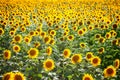 Beautiful field of sunflowers. Rural landscapes under bright sunlight. Background of ripening sunflower. Rich harvest. Royalty Free Stock Photo