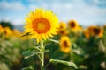 Beautiful field of sunflowers. Rural landscapes under bright sunlight. Background of ripening sunflower. Rich harvest. Royalty Free Stock Photo