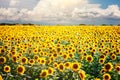 Beautiful field of sunflowers. Rural landscapes under bright sunlight. Background of ripening sunflower. Rich harvest. Royalty Free Stock Photo