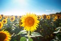 Beautiful field of sunflowers. Rural landscapes under bright sunlight. Background of ripening sunflower. Rich harvest. Royalty Free Stock Photo