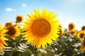 Beautiful field of sunflowers. Rural landscapes under bright sunlight. Background of ripening sunflower. Rich harvest. Royalty Free Stock Photo