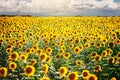 Beautiful field of sunflowers. Rural landscapes under bright sunlight. Background of ripening sunflower. Rich harvest. Royalty Free Stock Photo