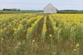 Summer day in a sunflower field / JournÃÂ©e d'ÃÂ©tÃÂ© dans un champ de tournesol