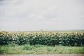 Beautiful field of sunflowers in sunny summer day near road. Farmland, agriculture. View of yellow flowers and cloudy sky. Royalty Free Stock Photo