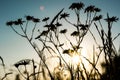 Beautiful field on sunset light, silhouette of little chamomiles with spyder on evening sky background Royalty Free Stock Photo