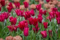 Beautiful field of tulips. a field full of red and red and pink tulip flowers Royalty Free Stock Photo