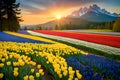 Beautiful field of tulips, narcissus, and muscari in the springtime