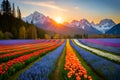 Beautiful field of tulips, narcissus, and muscari in the springtime