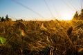 Beautiful field of wheat in a field with the bright sun in the background Royalty Free Stock Photo