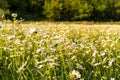 Beautiful field with white daisy flower background. Bright chamomiles or camomiles meadow. Summer in the garden