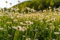 Beautiful field with white daisy flower background. Bright chamomiles or camomiles meadow. Summer in the garden.