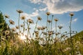 Beautiful field with white daisy flower background. Bright chamomiles or camomiles meadow. Summer in the garden. Royalty Free Stock Photo