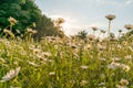 Beautiful field with white daisy flower background. Bright chamomiles or camomiles meadow. Summer in the garden. Royalty Free Stock Photo