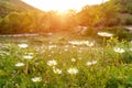 Beautiful field with white daisy flower background. Bright chamomiles or camomiles meadow. Summer in the garden. Royalty Free Stock Photo