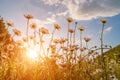 Beautiful field with white daisy flower background. Bright chamomiles or camomiles meadow. Summer in the garden. Royalty Free Stock Photo