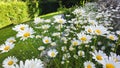 Beautiful field with white margaritas Royalty Free Stock Photo