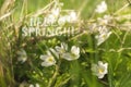 Beautiful field of white wild anemone spring flowers in the forest close up. Soft focus Royalty Free Stock Photo