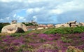Beautiful field of wild flowers with the Phare de Ploumanac`h officially the Mean Ruz Lighthouse at the background