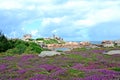 Beautiful field of wild flowers with the Phare de Ploumanac`h at the background, Brittany, France