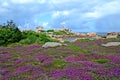 Beautiful field of wild flowers with the Phare de Ploumanac`h at the background, Brittany, France